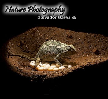 Salvador Barea Nature Photography