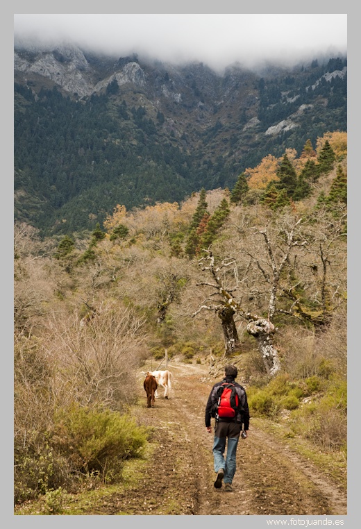 Paseo por el pinsapar de Grazalema