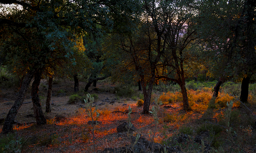 Ocaso en Los Alcornocales