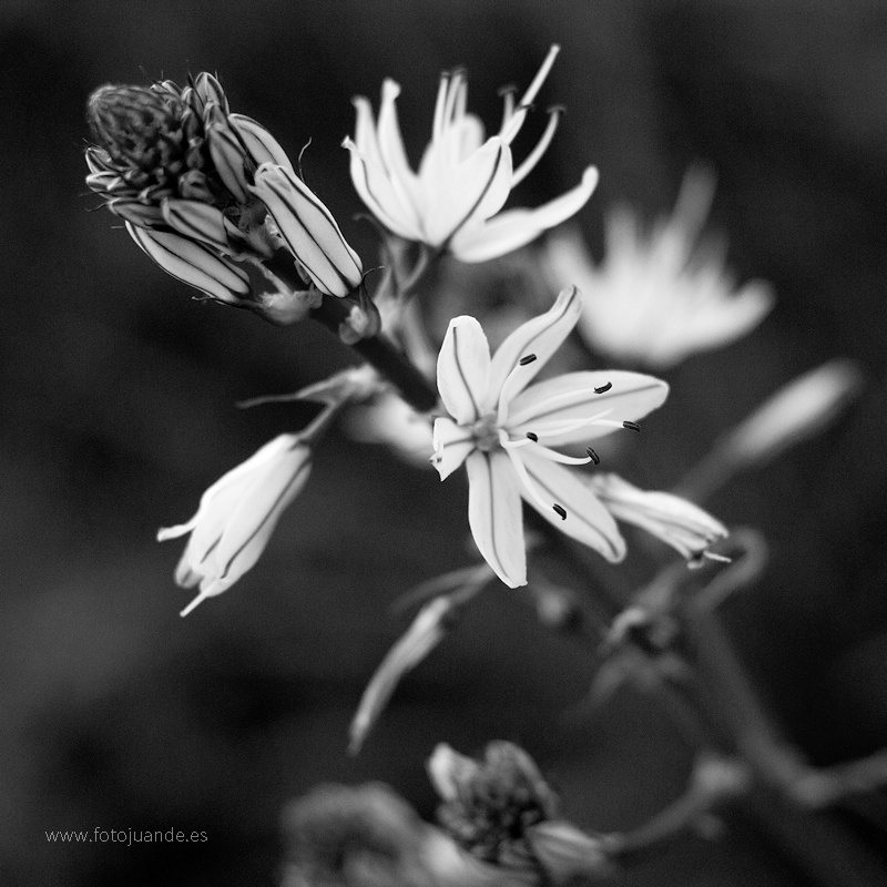 La flor del gamón.